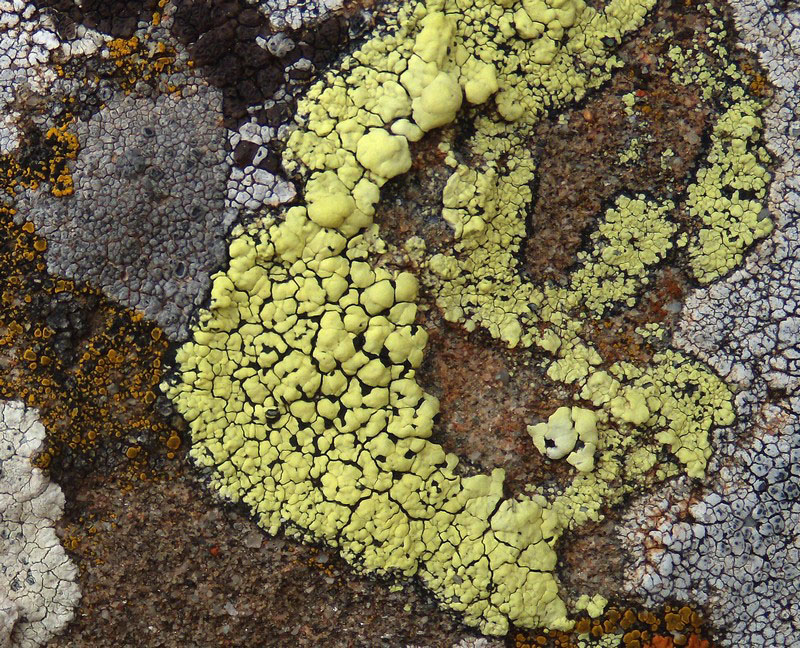 sull''arenaria della Laga